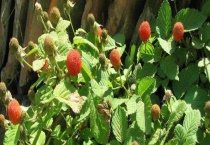 红果子能吃吗？