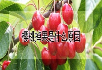 樱桃掉果是什么原因？