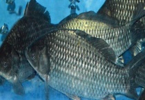 诱鲫鱼最快的窝料配方 详细如下