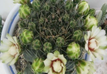 绯花玉徒长了怎么办？