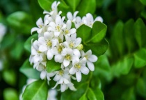 海桐花可以在家养吗？