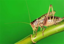 夏天的蝈蝈能过冬吗？