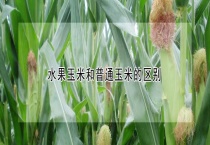 水果玉米和普通玉米的区别？