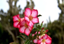 沙漠玫瑰哪个品种稀有