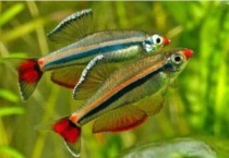 白云金丝不适合草缸吗？