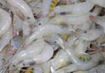 白虾是海里的还是河里的