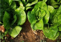 孔雀菜可以移栽吗？