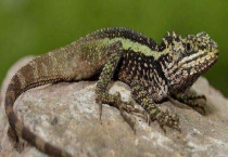 蜥蜴吃什么食物 有没有毒性？