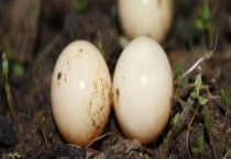 甲鱼蛋可不可以生吃 具体怎样食用 附甲鱼蛋的辨别