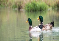 绿头鸭是国家保护动物吗？