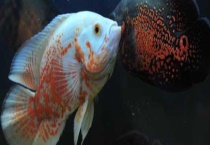 地图鱼吃什么长得快 附喂养的注意事项