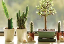 适合在家养的植物有什么？