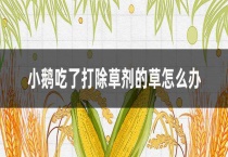 小鹅吃了打除草剂的草怎么办？