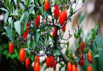 老鸦柿结果需要几年 附养护多久？