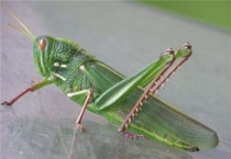 鸭子吃蝗虫吗？