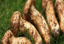 松茸和松露的区别？ 详细介绍