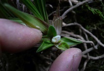 春兰什么时候来花苞