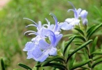 迷迭香干枯了还能活吗？