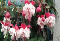 倒挂金钟有毒吗？