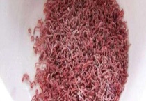 红虫拉饵怎么开饵效果才好？注意事项有哪些？