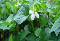 车前草与鱼腥草有什么不同 从科属、外形、花果等方面来区分