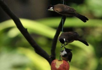 红耳鹎象征含义