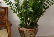 金钱树的养殖多久？