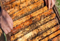 意蜂双王同箱怎样加继箱 什么是意蜂双王同箱