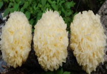 银耳是不是雪耳 银耳该如何进行挑选 银耳有哪些作用