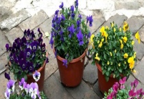 盆栽花卉换盆的注意事项 附换盆的时机