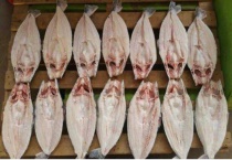 开背鱼是什么鱼