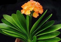 君子兰夹箭用什么肥