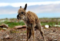 十二生肖属于国家保护动物生肖