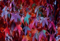 五角枫小苗的价格 怎样安排栽植间距