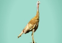 闽南火鸡的外观特征有哪些 产肉产蛋量好不好 主要分布在哪里