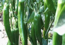 青椒苗怎么种植多久？