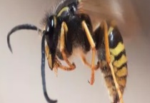 马蜂冬天是如何过冬的？附马蜂如何控制