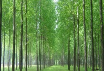 杨树是怎么传播种子的 杨树的种植多久？