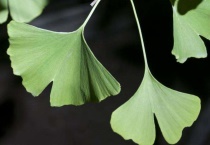 银杏树什么时候长叶子