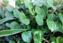 吸毒草能放卧室吗？