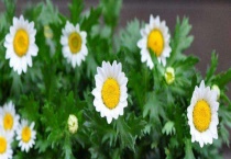 白晶菊和雏菊的区别？