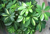 七叶莲用水养着可以吗？