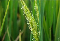 双季稻最早哪个朝代