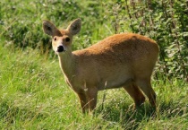 河麂的寿命多长