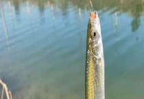 钓白条的时间与技巧 附钓前准备工作