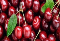 樱桃虫子是什么虫 能不能吃？