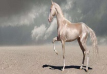 骡子和马驴的区别？ 外形、体型均不同