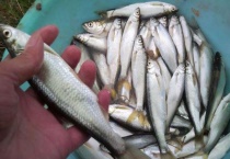 用什么钓白条鱼最快？附详细描述