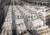 最简单的香菇种植多久？