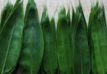 棕叶是竹子的叶子吗？